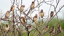 Riso: in Kenya gli uccelli distruggono i raccolti, il governo ne approva l’uccisione