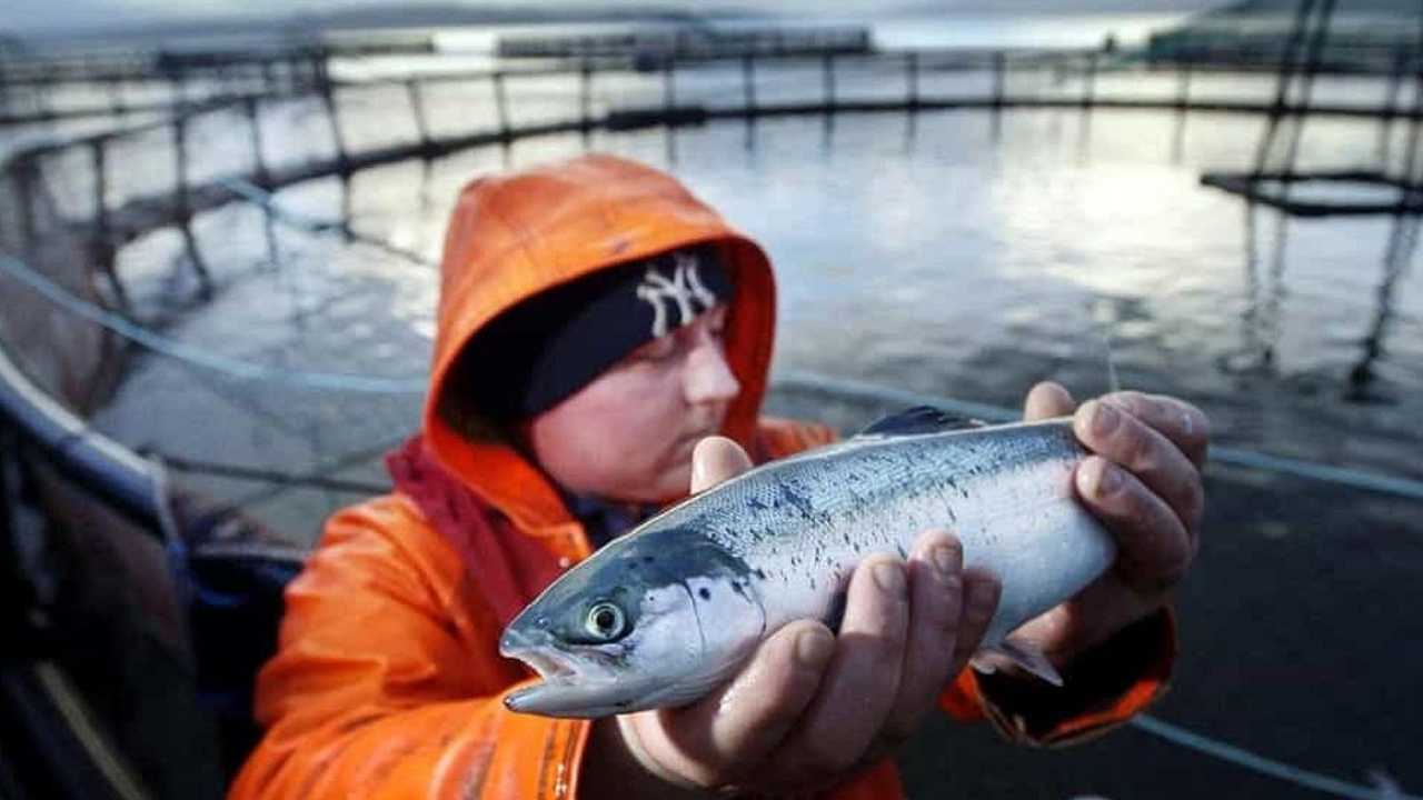 Scozia, le morti di salmone in allevamento sono raddoppiate in un anno: di chi è la colpa?