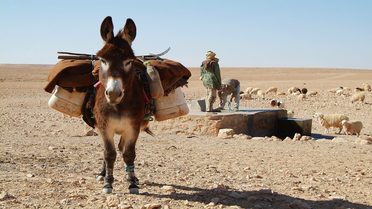 Tunisia: tre anni di siccità mettono a rischio la sicurezza alimentare