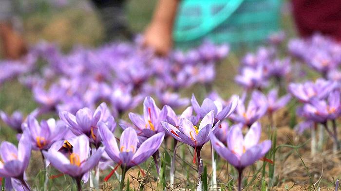 Zafferano, startup mette a punto un metodo per quadruplicare la fioritura