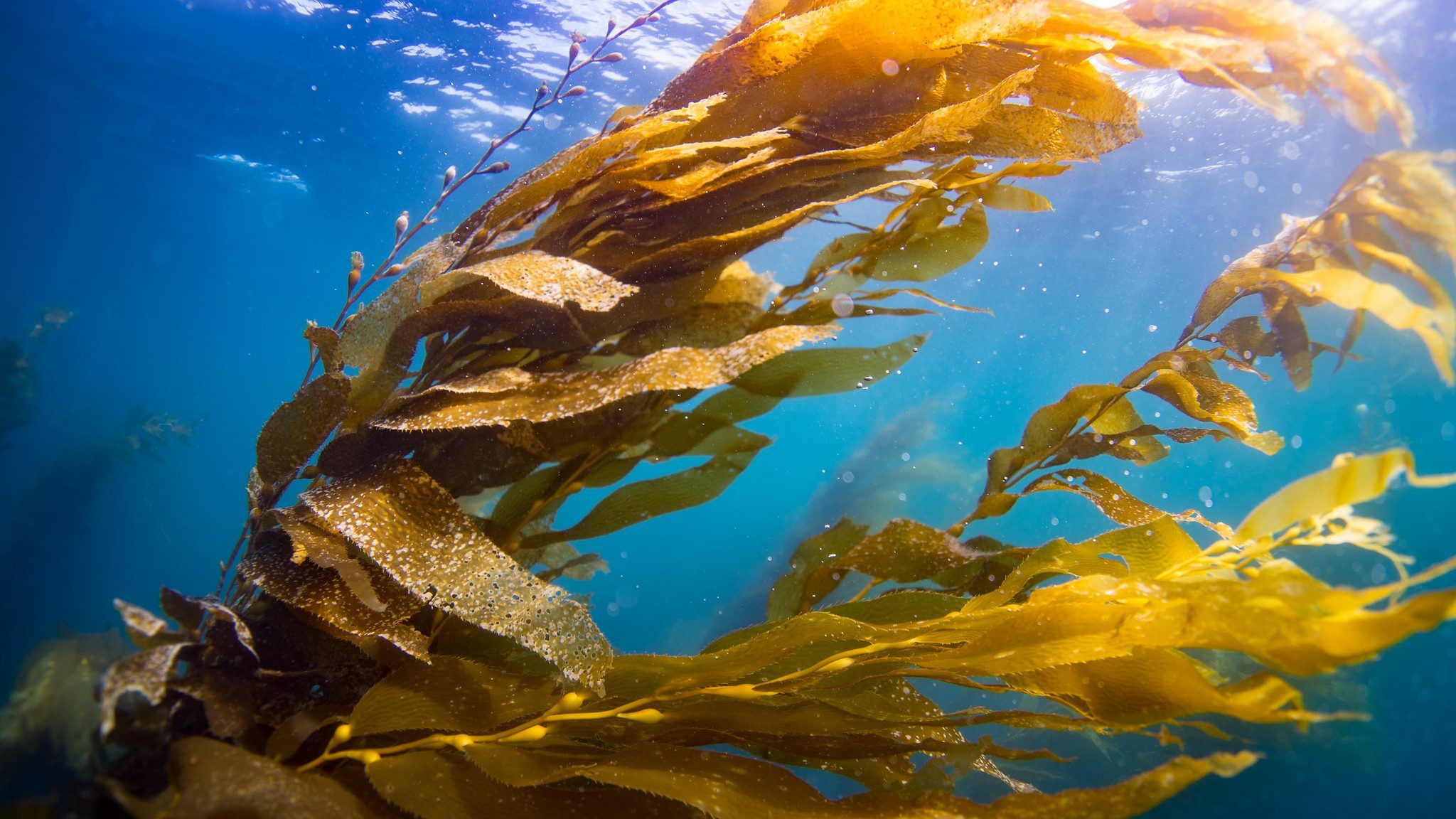 Бурые водоросли в жизни человека. Водоросли келп ламинариевые. Kelp Seaweed. Kelp algae. Морские водоросли белого моря.