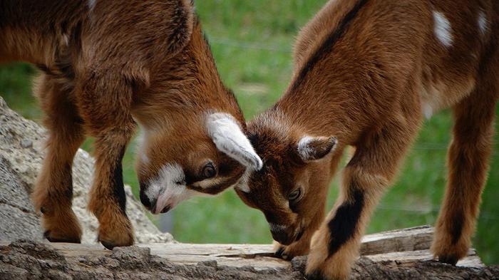 Messico: capre pigmee servite a cena per Capodanno, nei guai l’ex direttore dello zoo