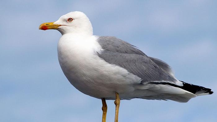 Gabbiani morti di aviaria anche in Trentino, le autorità spiegano come comportarsi se si trovano carcasse