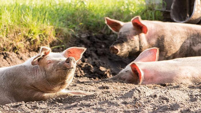 Il Giappone ha inventato un metodo di fermentazione che trasforma gli scarti alimentari in mangime