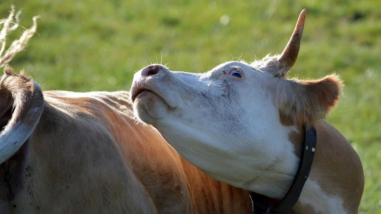 Olanda, trovato un caso di mucca pazza in una fattoria