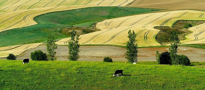 Nuova Zelanda