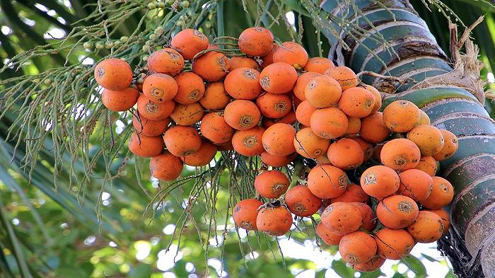 Jumbo Pack Sweet Supari di Bombay: richiamo per rischio chimico