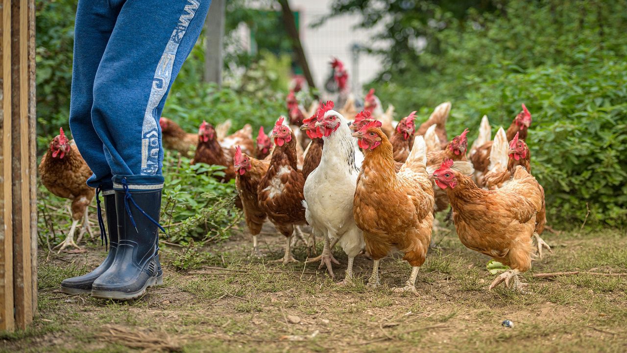 Cina, arrestato per aver spaventato a morte più di mille polli
