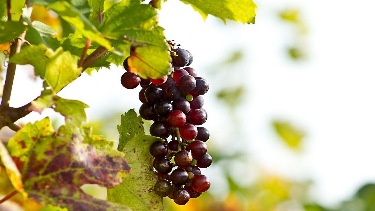 Vino: gli agricoltori lanciano l’allarme contro la flavescenza dorata