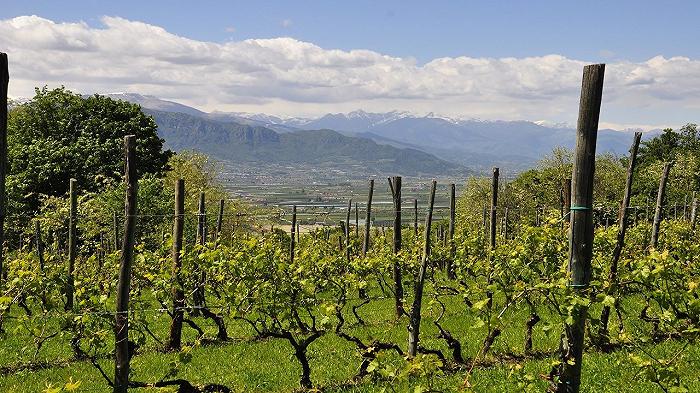 Vino: in Cile gli incendi di febbraio hanno distrutto 300 ettari di antichi vigneti