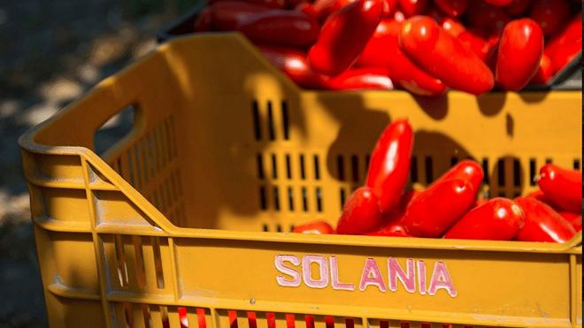 Il Mio San Marzano Solania