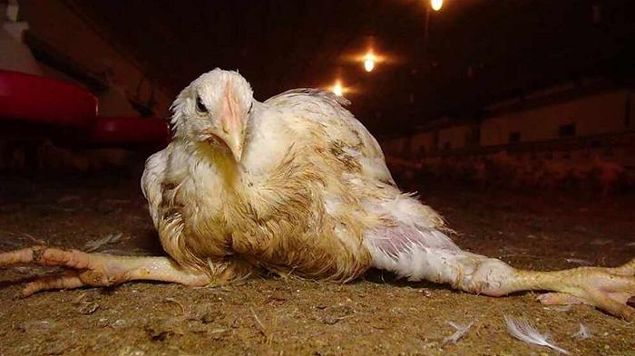 Allevamenti biologici: anche qui gli animali soffrono, svela un’inchiesta