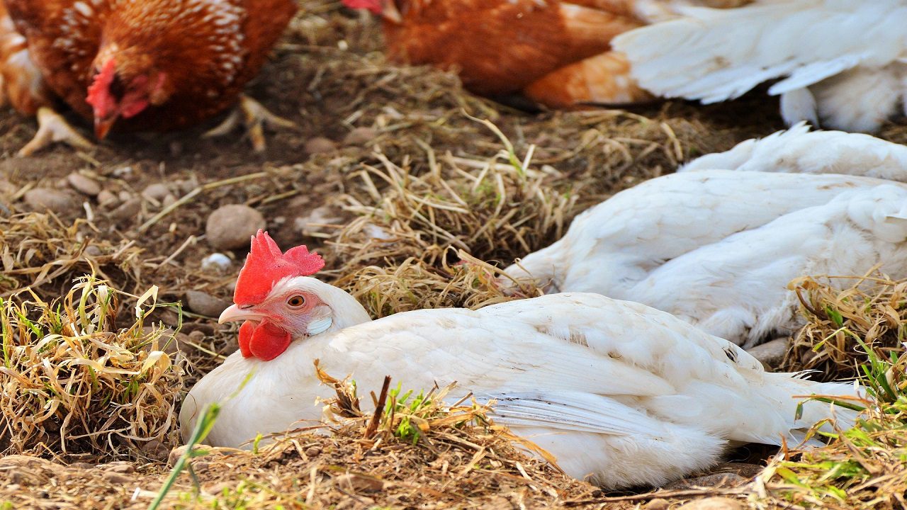 Influenza aviaria: in Cile nuovo focolaio in un allevamento di galline ovaiole