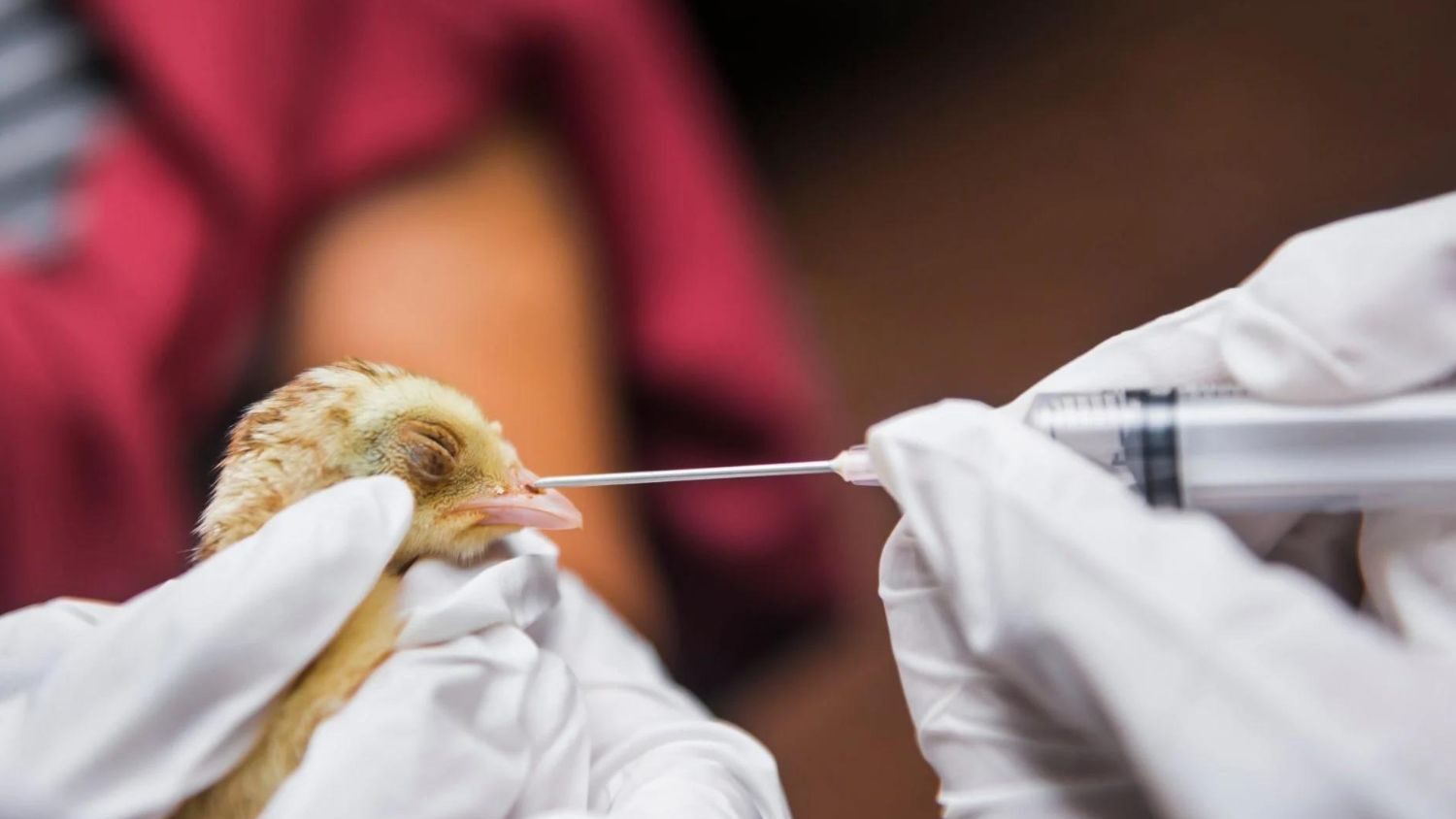 vacunas contra la gripe aviar