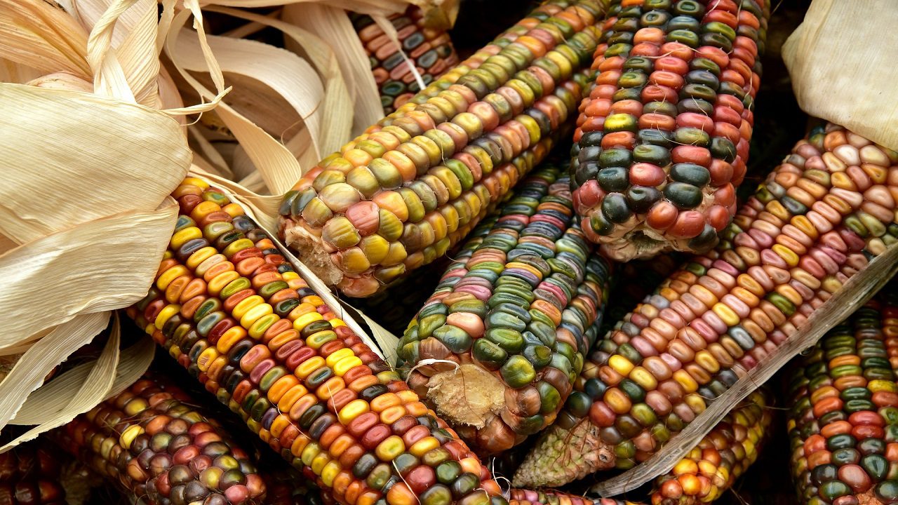 México se opone al uso de maíz transgénico, pero EE.UU. quiere negociar