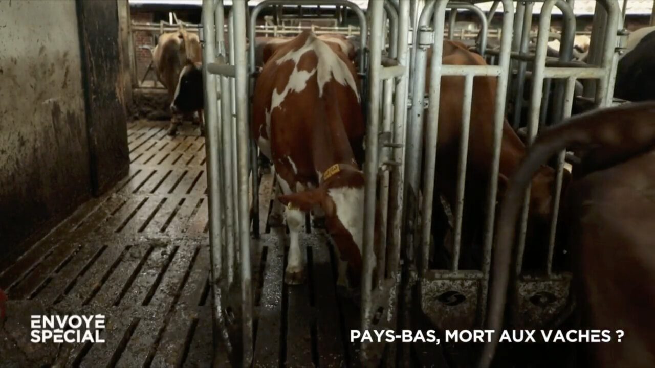Olanda, l’idea di un agricoltore per diminuire le emissioni: bagni riservati alle mucche