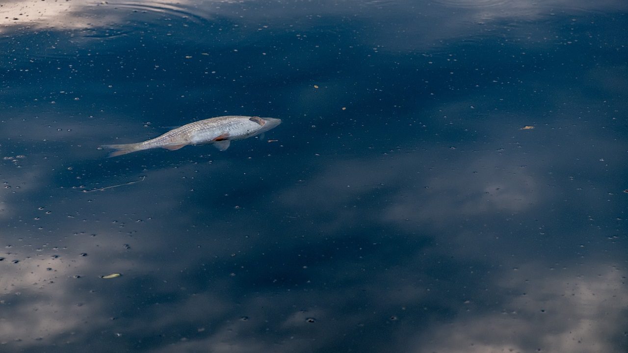 Australia: grave moria di pesci, migliaia di animali morti intasano il fiume Darling
