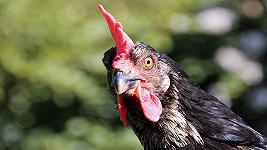 Influenza aviaria: quattro nuovi focolai in Giappone, abbattuti 16,1 milioni di polli