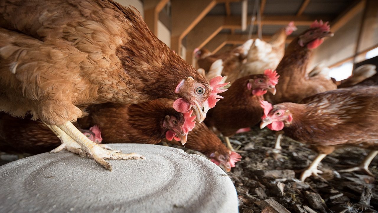 40.000 pollos sacrificados en Chile