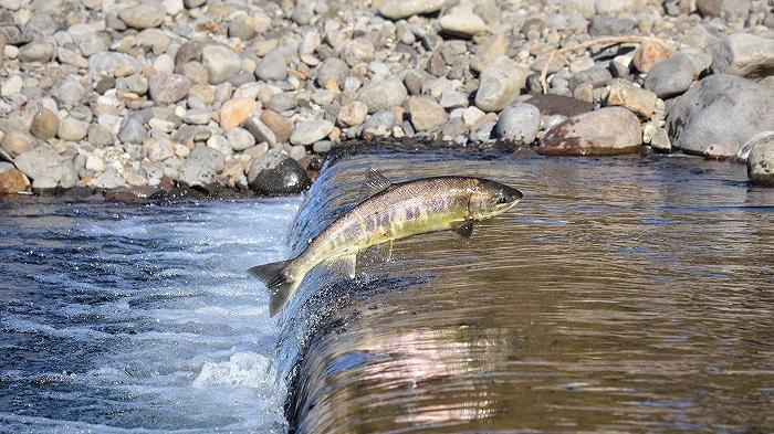 California: vietata la pesca del salmone, “Situazione devastante”