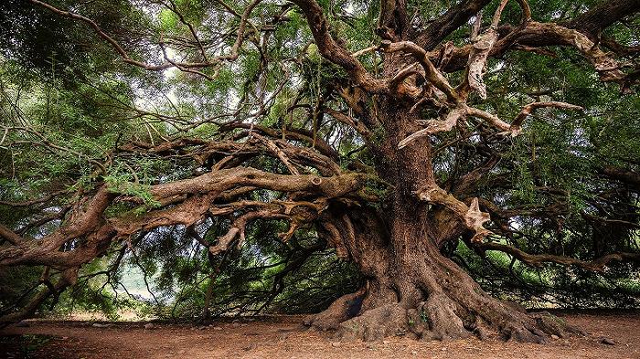 Xylella: partito il piano di salvataggio degli ulivi secolari, innestate le prime 100 piante