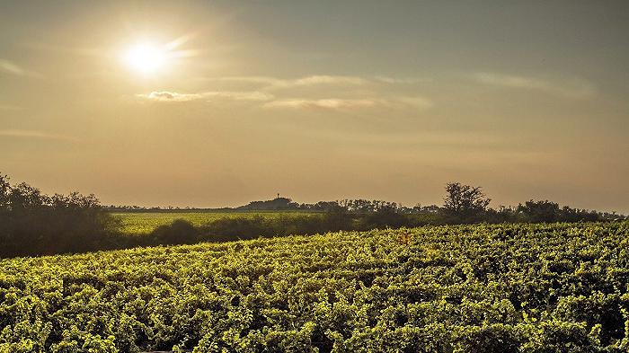 La California come Bordeaux: si pensa di estirpare 12 mila ettari di vigneti