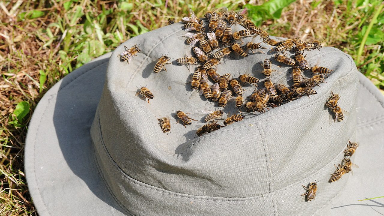 Pinzano al Tagliamento: sciame d’api aggredisce un uomo, ricoverato in gravi condizioni