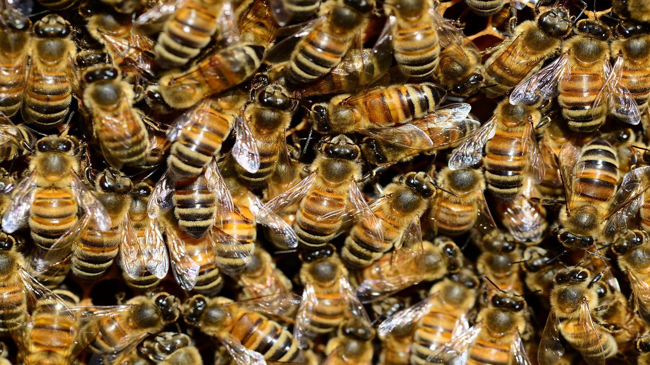 Texas: milioni di api invadono una casa in Texas, sei persone ferite