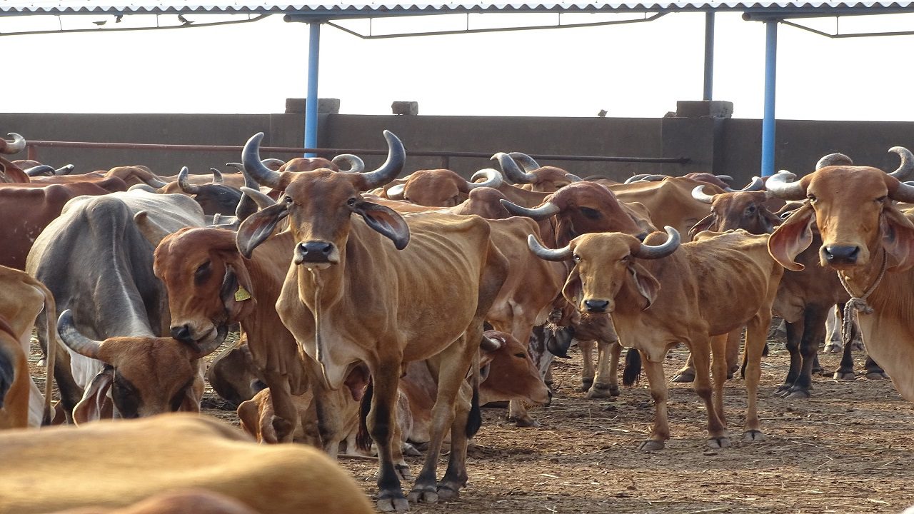 India: il prezzo del latte aumenta del 15% a causa di una malattia delle vacche