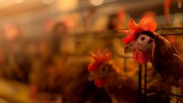 Influenza aviaria: il Giappone non ha più spazio per seppellire i polli abbattuti