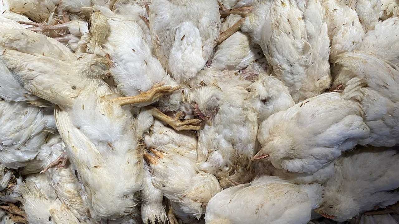 Influenza aviaria: in UK sono morti oltre 50 mila uccelli selvatici