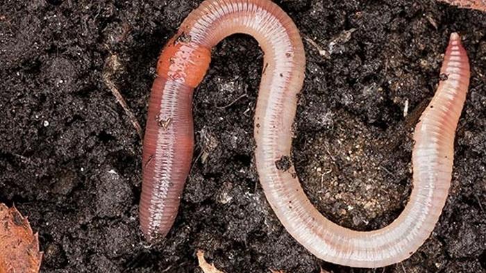 Agricoltura nello spazio: i lombrichi possono fertilizzare la Luna, dice uno studio