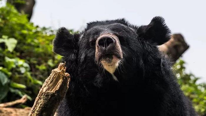 Giappone: in arrivo il primo distributore automatico di carne d’orso