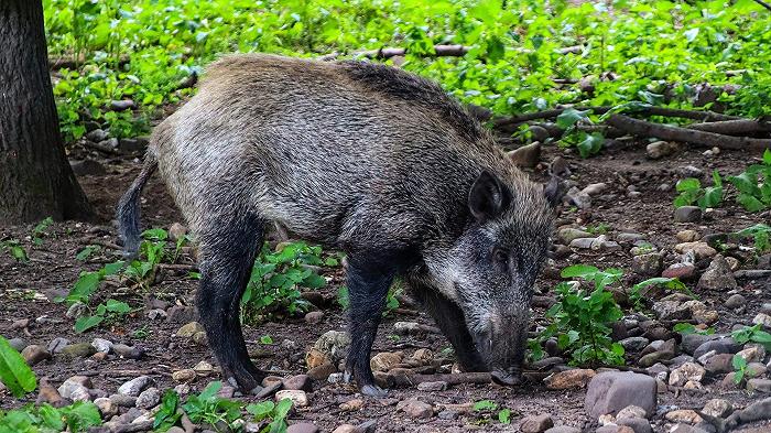 La peste suina africana è arrivata anche in Emilia Romagna