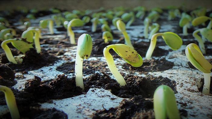 Cina: ridotto l’uso della soia nei mangimi per animali per garantire la sicurezza alimentare