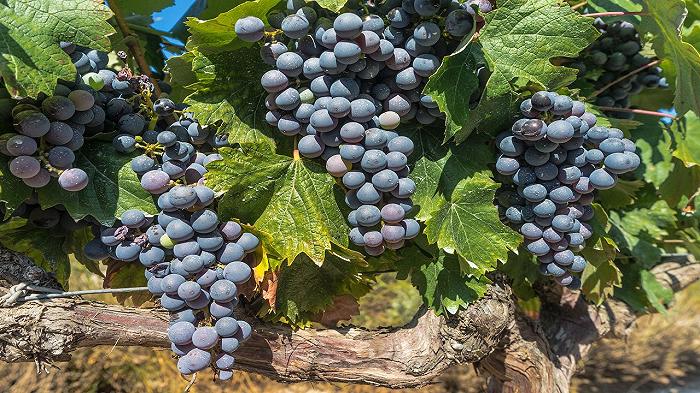 Vino Bordeaux in crisi: estirpati 9.500 ettari di vigneti