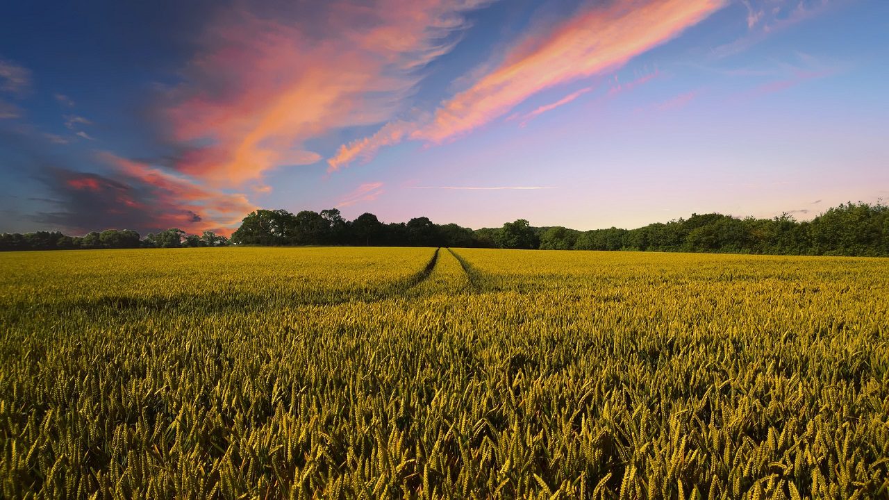 8 cose banali sull’agricoltura che rischiamo di dimenticare