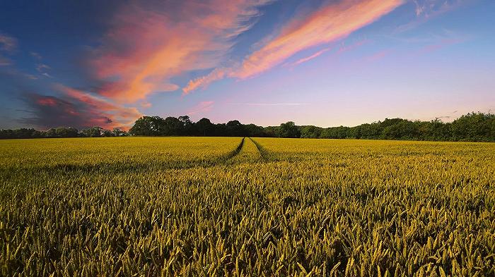 8 cose banali sull’agricoltura che rischiamo di dimenticare