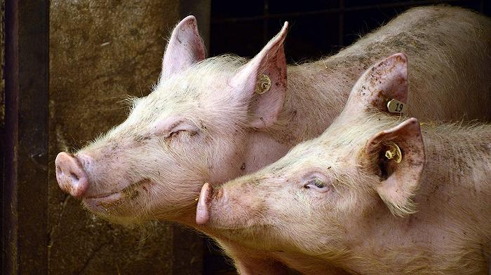 Stiamo mandando carcasse di suini infetti in giro per l’Italia (con tanto di perdita di liquidi organici per strada)