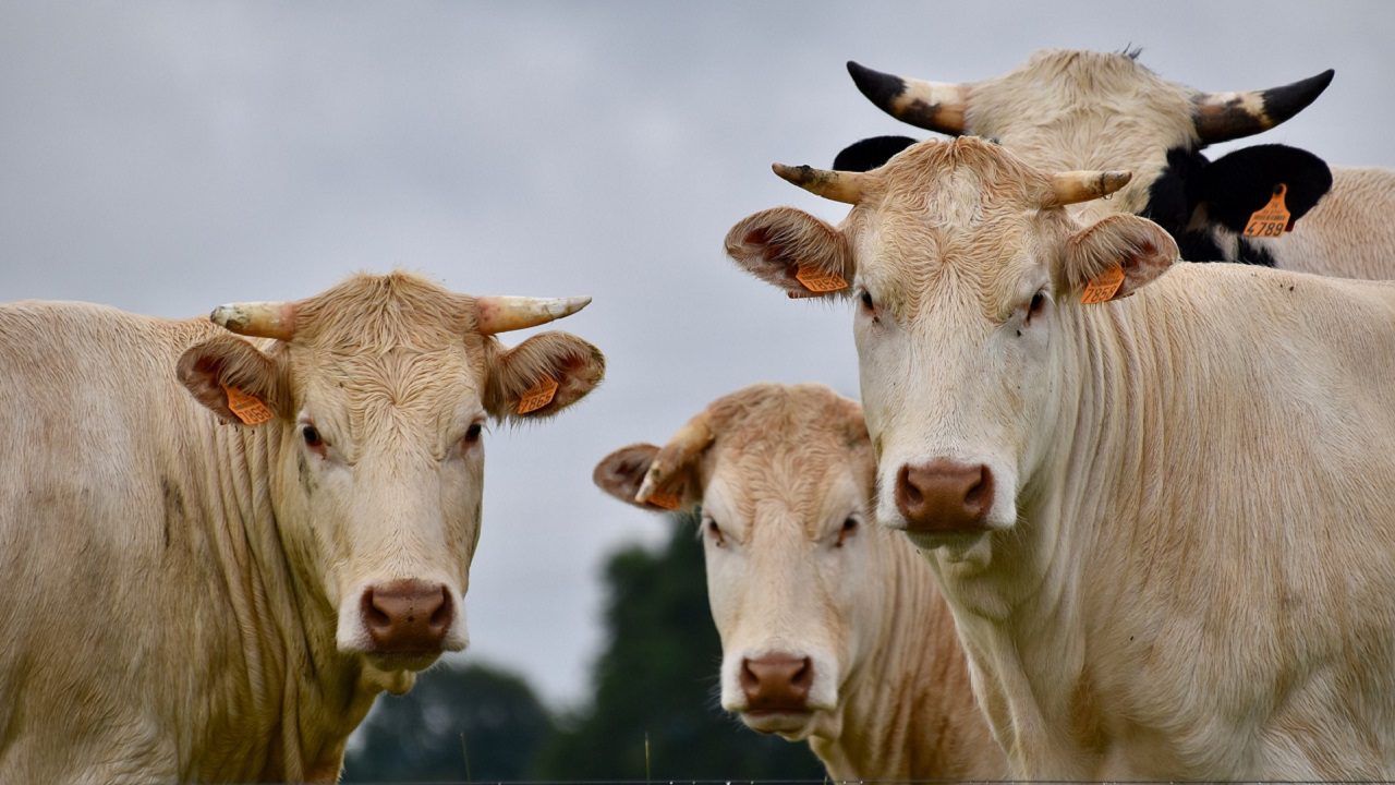 Due esperti accusano le Nazioni Unite di aver manipolato il loro studio sulla carne