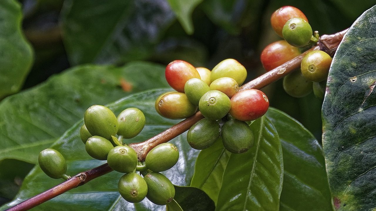 Caffè: i cambiamenti climatici ridurranno di metà i terreni per le piantagioni