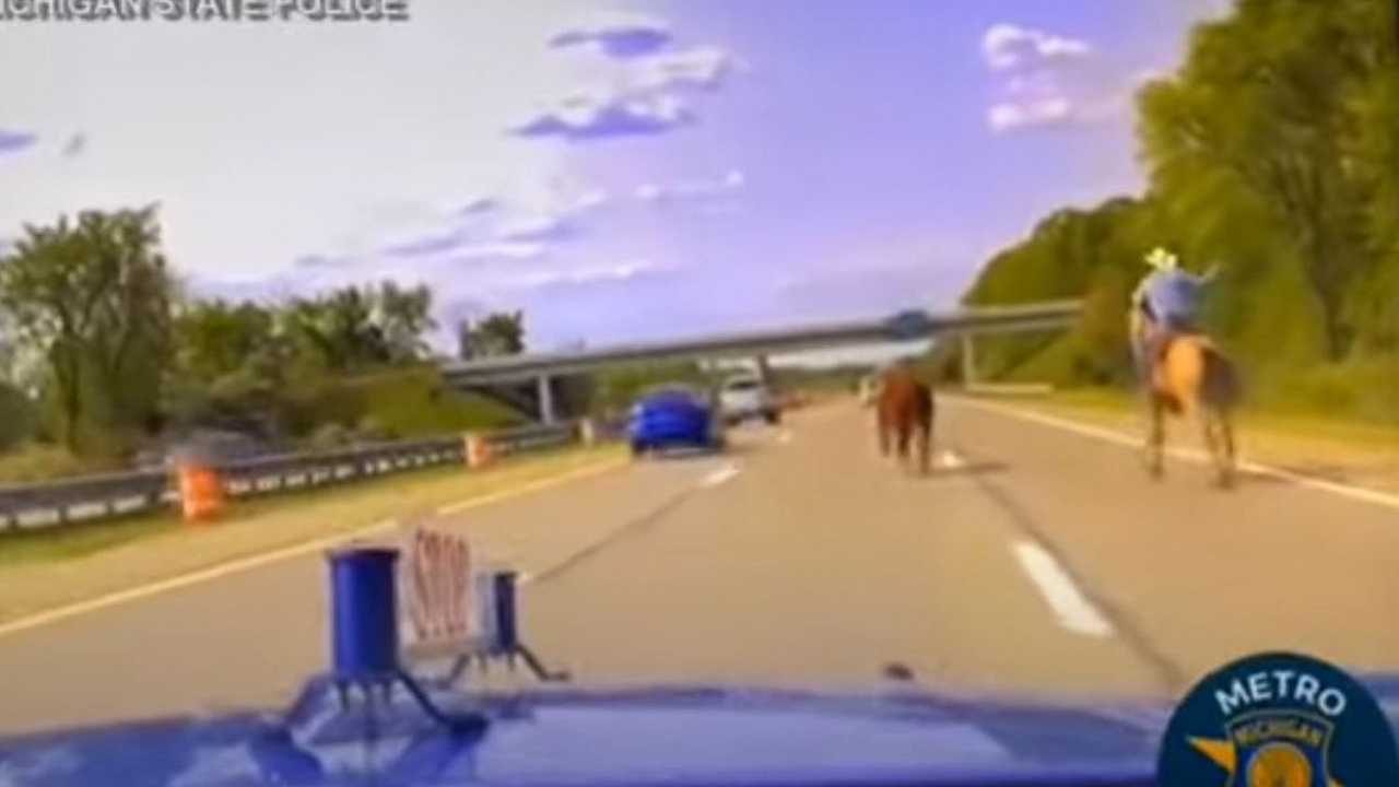 Stati Uniti, rodeo in autostrada: cowboy cattura al lazo una mucca in fuga