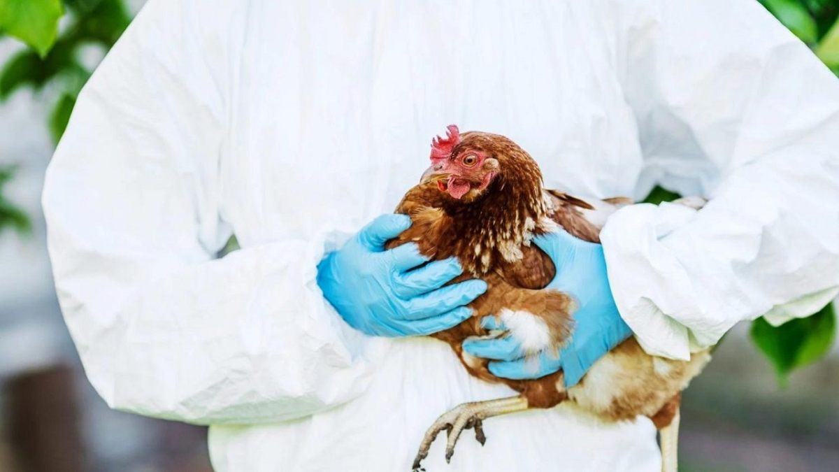 polli e influenza aviaria