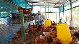 Influenza aviaria: le autorità sanitarie spingono per vaccinare il pollame