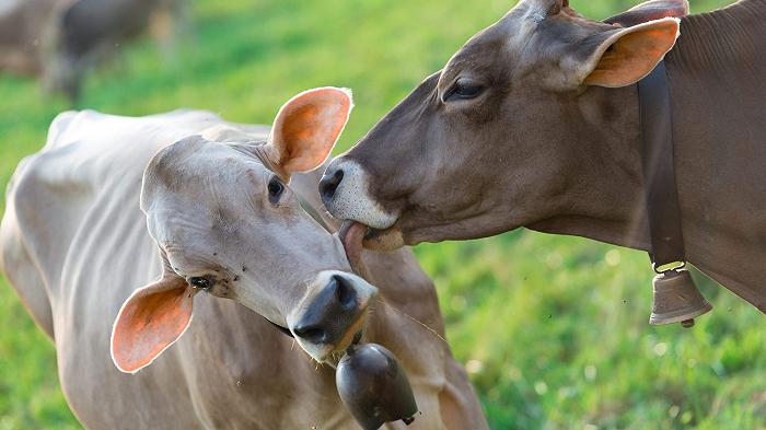 Le mucche allevate appositamente per emettere meno metano sono quasi realtà