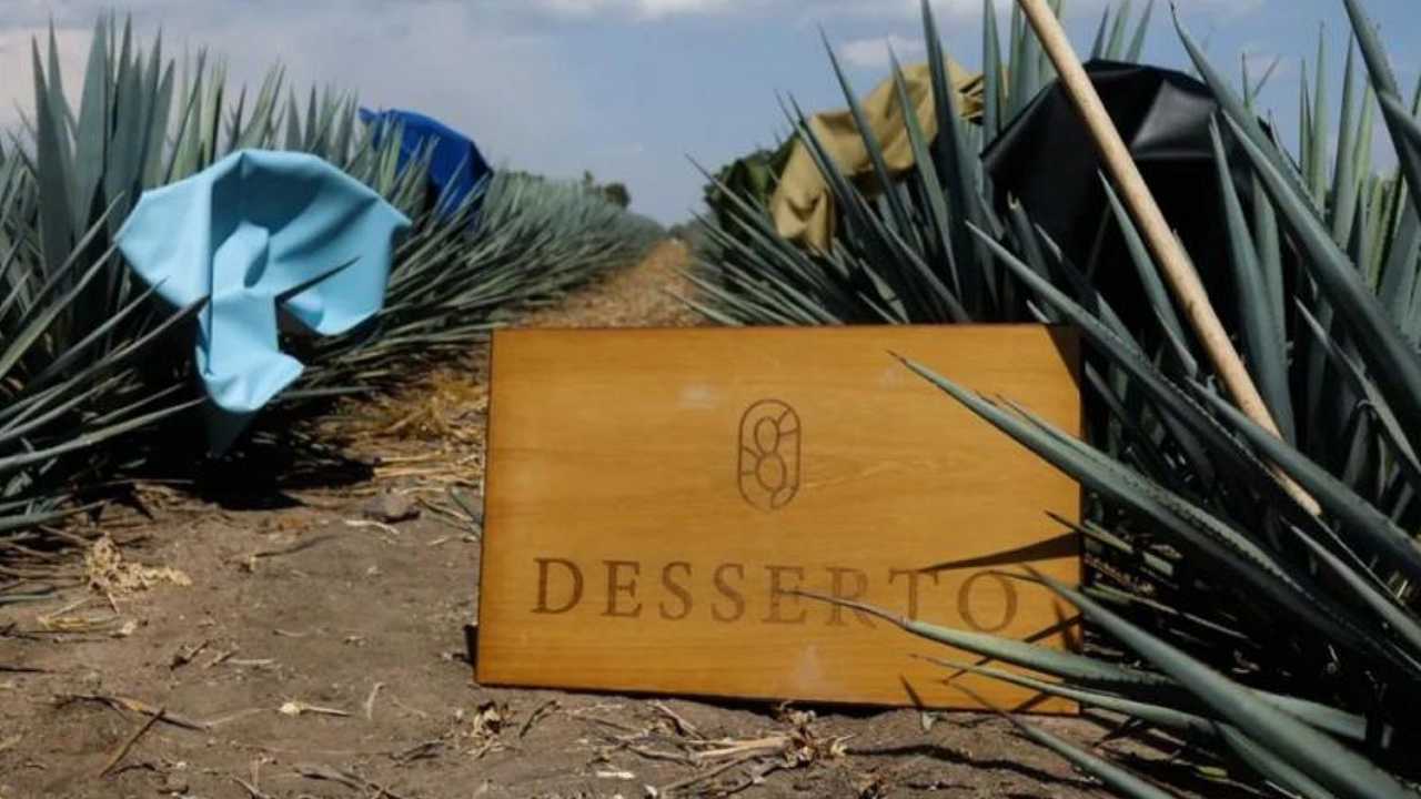 Pelle vegana creata con gli scarti di tequila: la trovata di un’azienda messicana