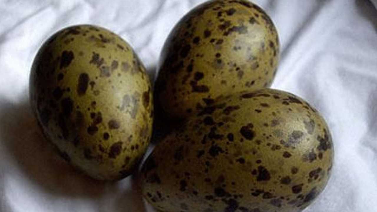 Uova di gabbiano, gli ambientalisti chiedono che vengano rimosse da “tutti i menu”