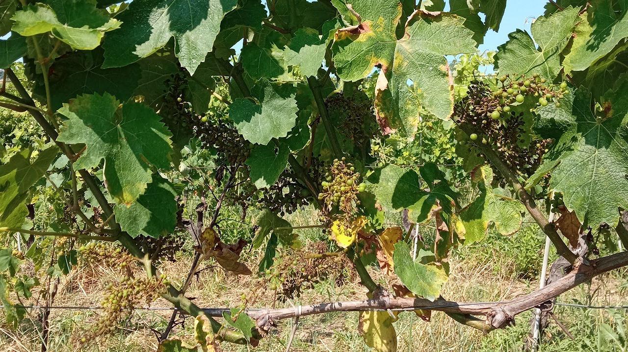 Distesa La verità de La Distesa: se i vini naturali non sanno fronteggiare le ...