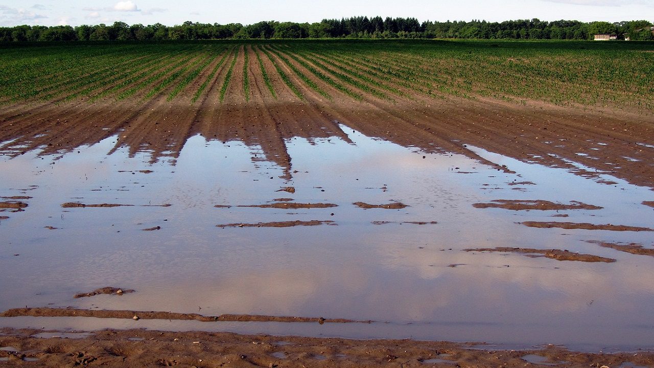 Alluvione in Emilia-Romagna: il caldo fa bollire l’acqua dei ristagni, i raccolti marciscono