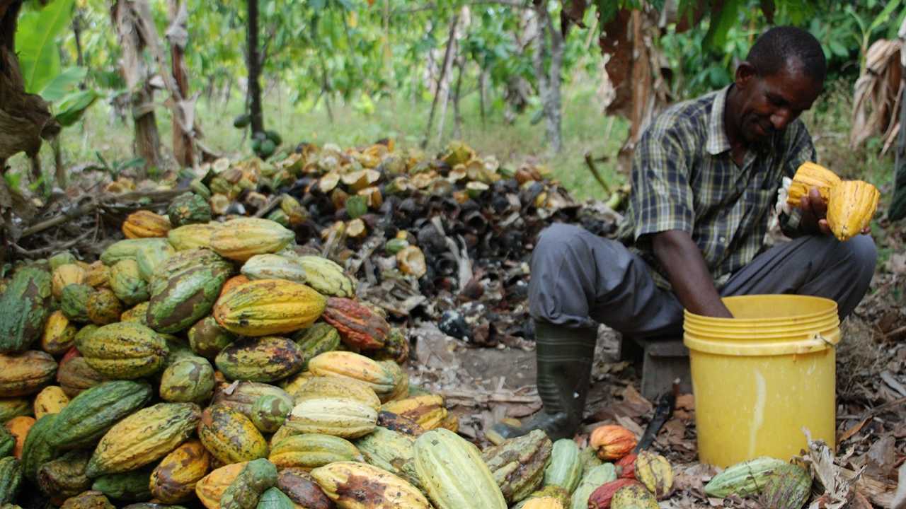 Il prezzo del cacao non è mai stato così alto negli ultimi 46 anni